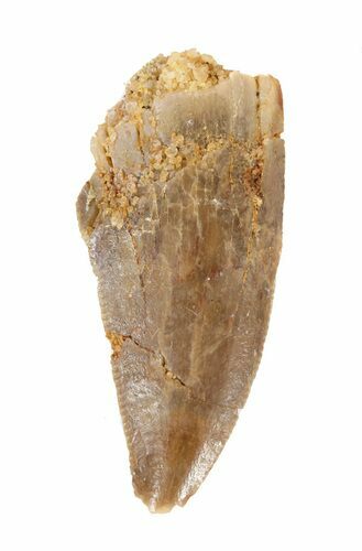 Serrated Raptor Tooth - Morocco #62182